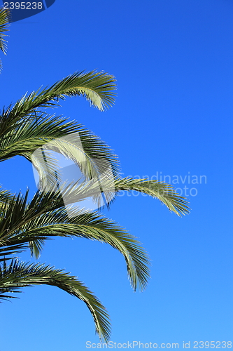 Image of Green palm fronds against a blue sky