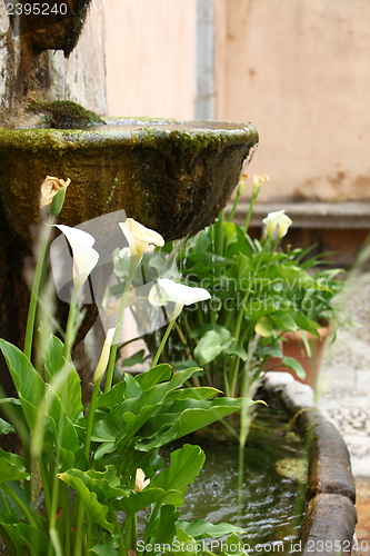 Image of Arum lilies