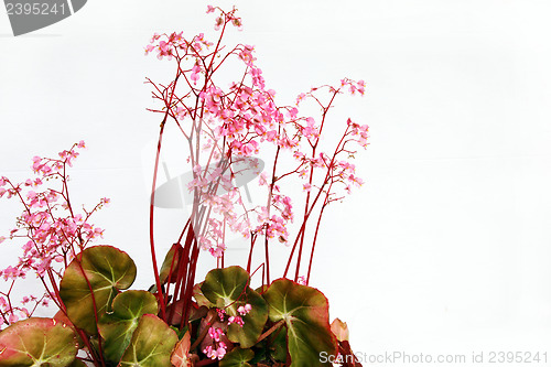 Image of Pretty pink pelargonium flowera