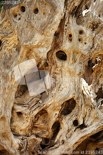 Image of Background texture of gnarled knotty wood