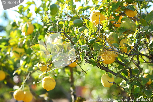 Image of Fresh lemons growing on a tree