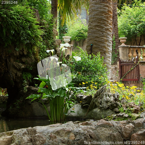 Image of Arum lilies growing in a garden rock pool