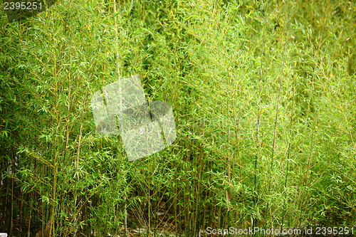 Image of Stand of fresh young bamboo