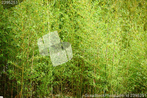 Image of Stand of fresh young bamboo