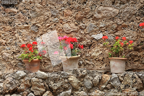 Image of Colourful potted red geraniums