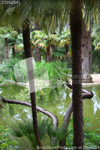 Image of Quiet pool in a tropical garden