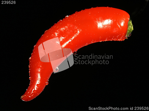 Image of Pepper