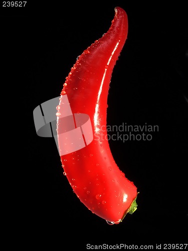 Image of Pepper