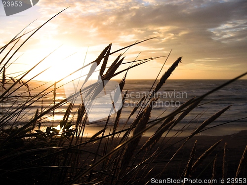 Image of Sunset over the ocean with reeds