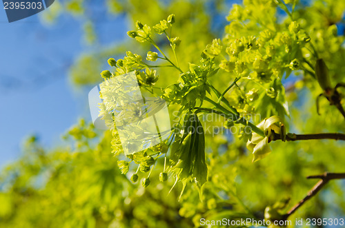 Image of Spring. Young leaves of a maple