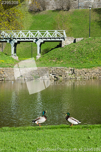 Image of Ducks on the pond in spring Park  