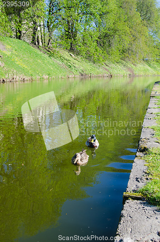 Image of Ducks on the pond in spring Park  