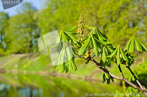 Image of Spring. Young leaves of a chestnut a close up