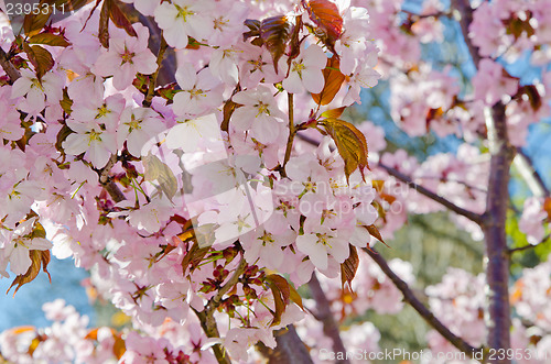 Image of Oriental cherry blossoming in spring park