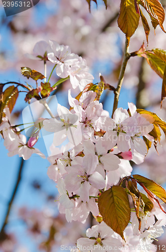 Image of Oriental cherry blossoming in spring park