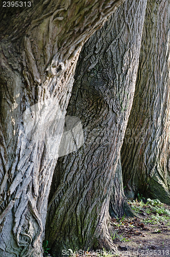 Image of Trunks of old trees a close up