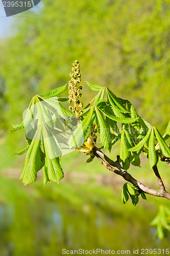 Image of Spring. Young leaves of a chestnut a close up