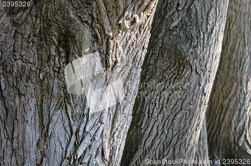 Image of Trunks of old trees a close up