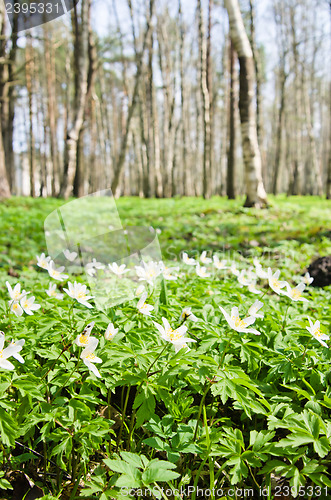 Image of The first spring flowers in a birchwood