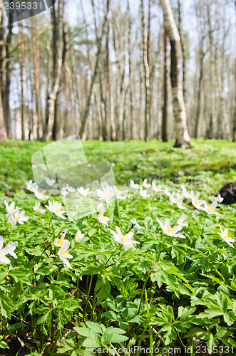 Image of The first spring flowers in a birchwood