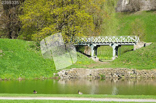 Image of Ducks on the pond in spring Park  