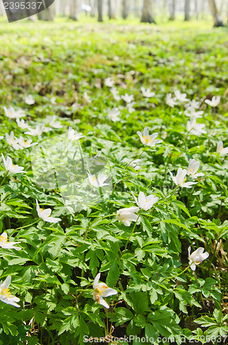 Image of The first spring flowers in a birchwood