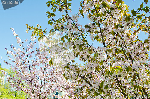 Image of Oriental cherry blossoming in spring park