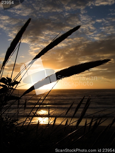 Image of Sunset with reeds silhouette.