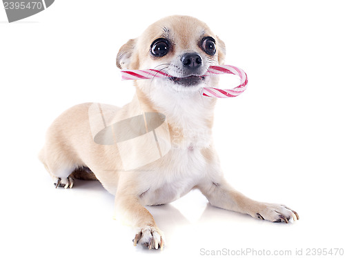 Image of puppy chihuahuaand barley sugar