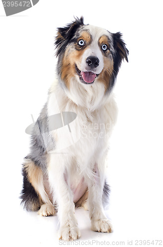 Image of australian shepherd