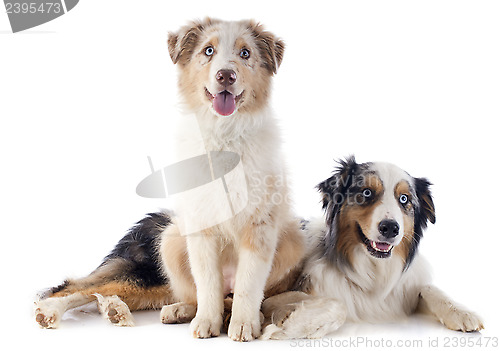 Image of australian shepherds