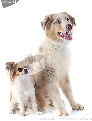 Image of australian shepherd and chihuahua