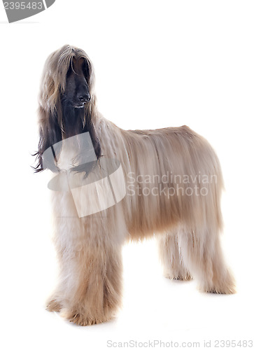 Image of afghan dog