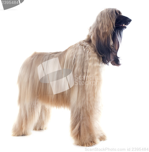 Image of afghan dog