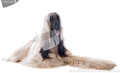 Image of afghan dog