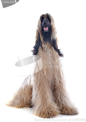 Image of afghan dog