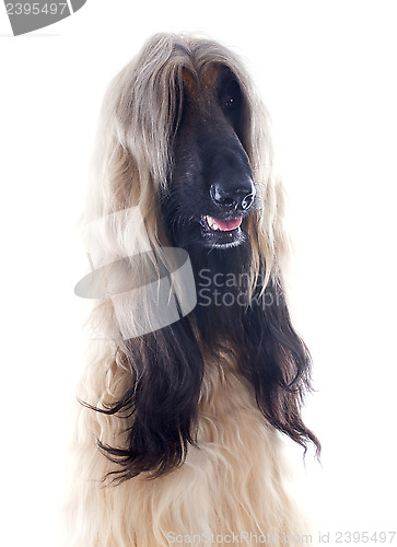 Image of afghan dog