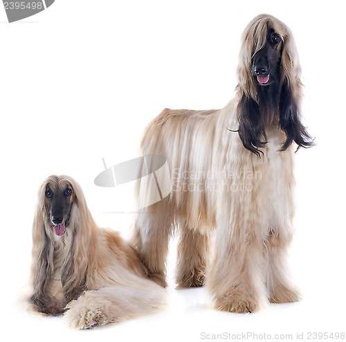 Image of afghan dogs