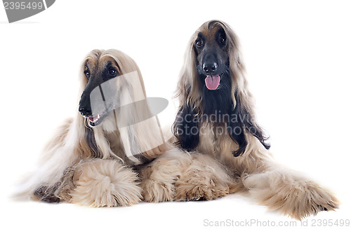 Image of afghan dog