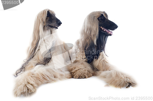 Image of afghan dogs