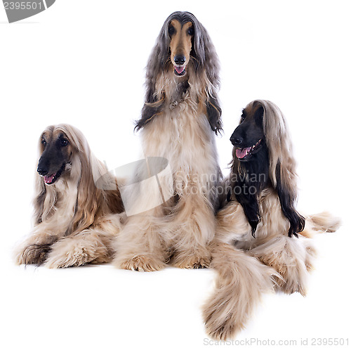 Image of afghan dogs