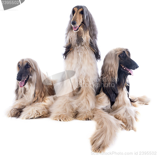 Image of afghan dog