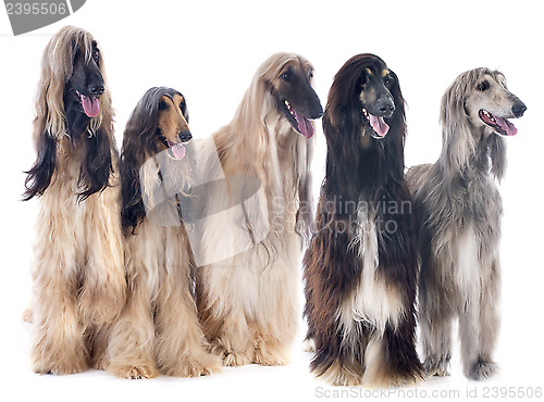 Image of afghan dogs