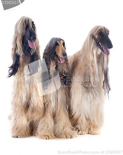 Image of afghan dogs