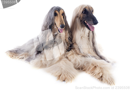 Image of afghan dogs