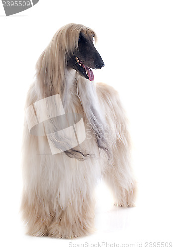 Image of afghan dog