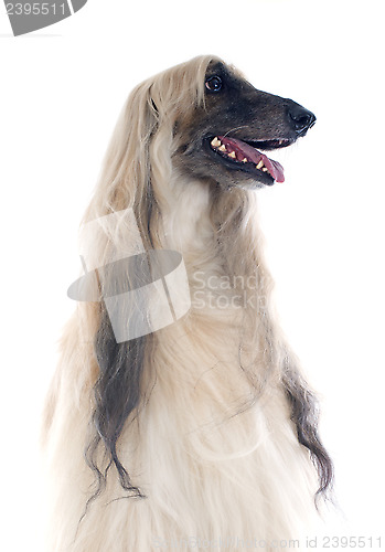 Image of afghan dog