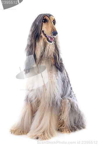 Image of afghan dog