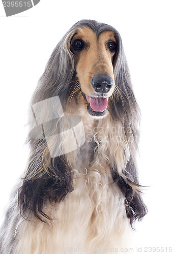 Image of afghan dog