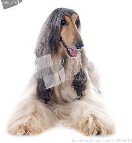 Image of afghan dog